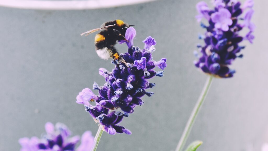 Bumblebee on lavender