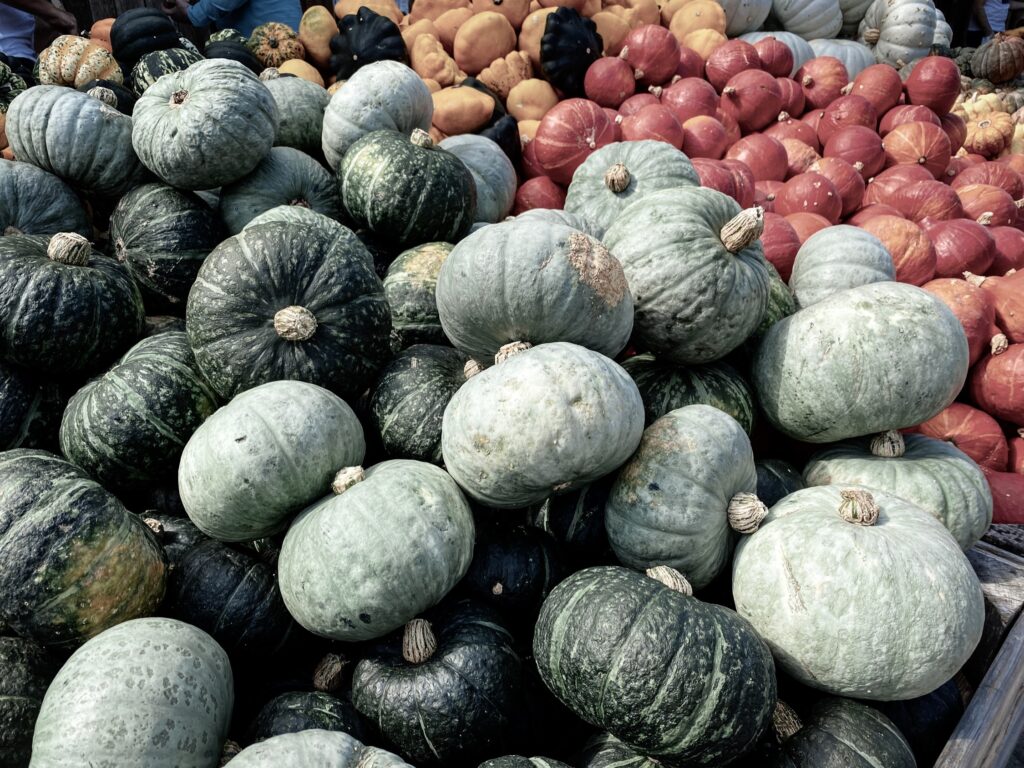 Pumpkins at the Jucker Farm